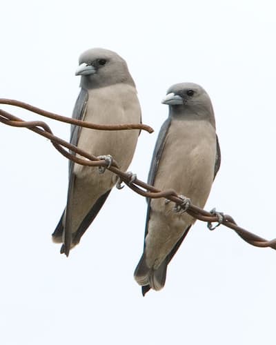 Ashy Woodswallow
