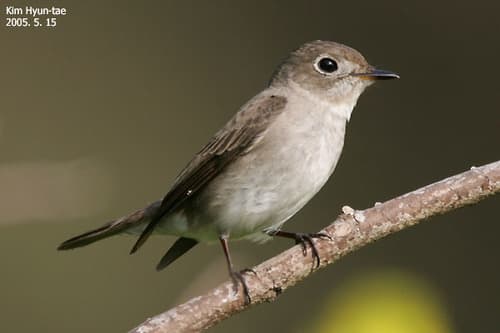 Asian Brown Flycatcher