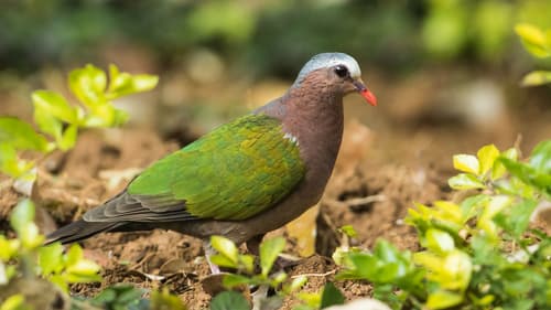 Asian Emerald Dove
