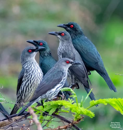 Asian Glossy Starling