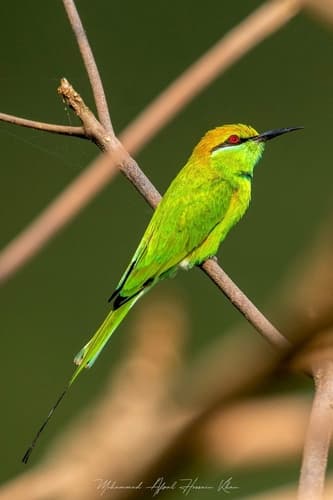 Asian Green Bee-eater