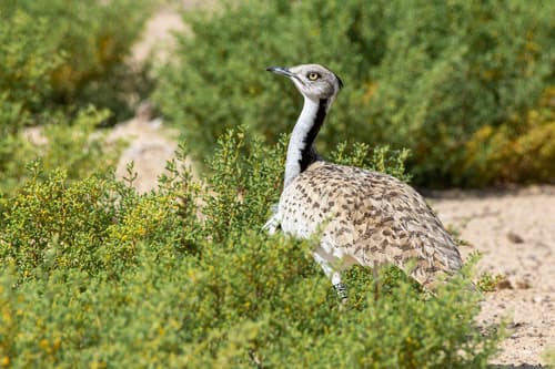 Asian Houbara