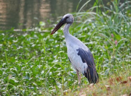 Asian Openbill