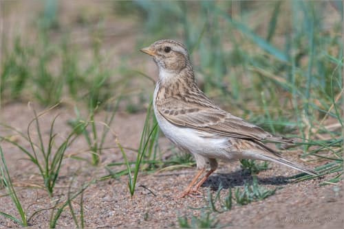 Asian Short-toed Lark
