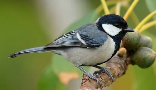 Asian Tit