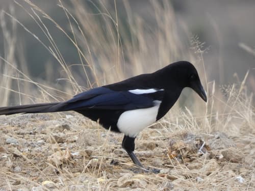 Asir Magpie