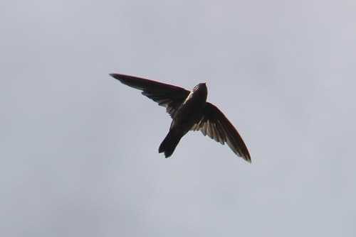 Atiu Swiftlet