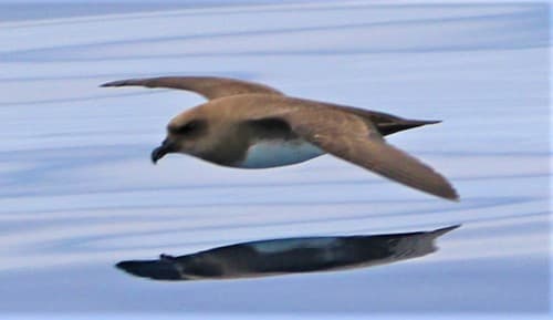 Atlantic Petrel