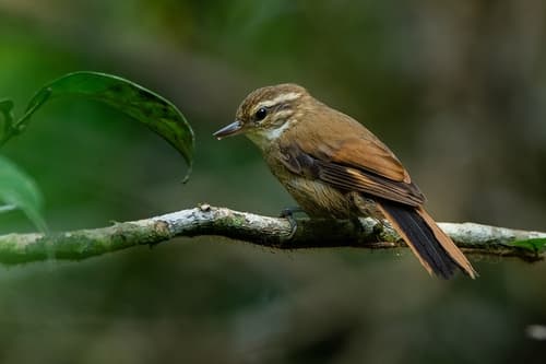Atlantic Plain-Xenops