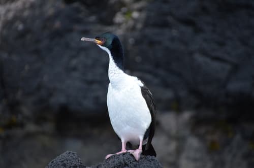 Auckland Island Shag