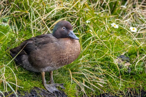Auckland Islands Teal