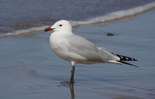 Audouin's Gull