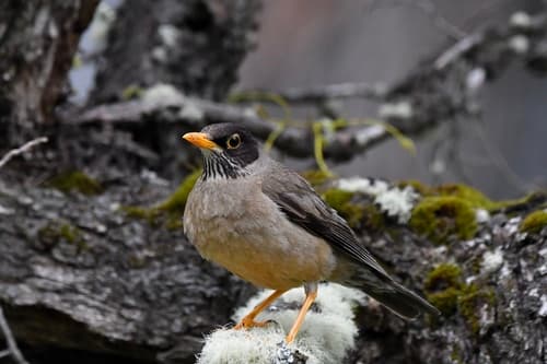 Austral Thrush