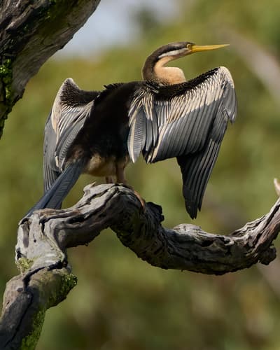 Australasian Darter