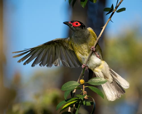 Australasian Figbird