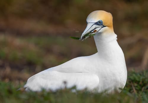 Australasian Gannet