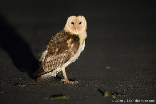 Australasian Grass-Owl