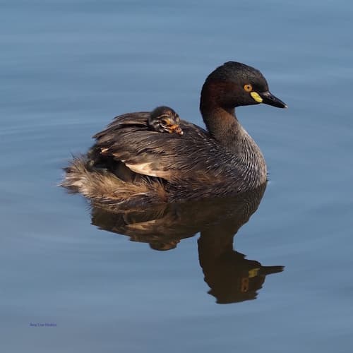 Australasian Grebe