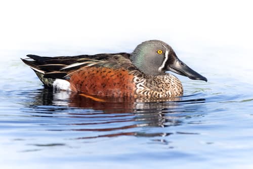 Australasian Shoveler