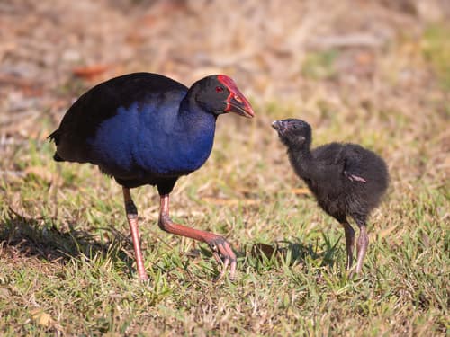Australasian Swamphen