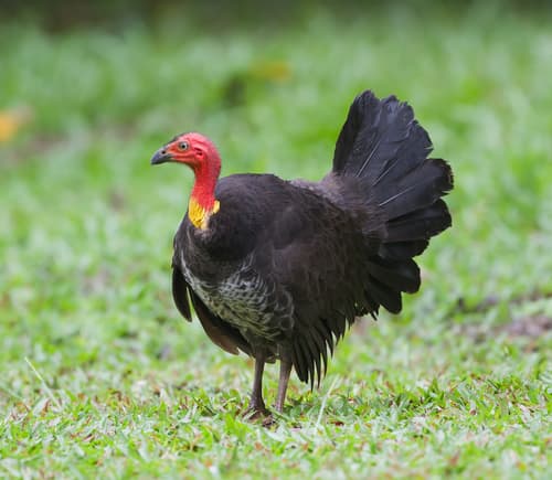 Australian Brushturkey