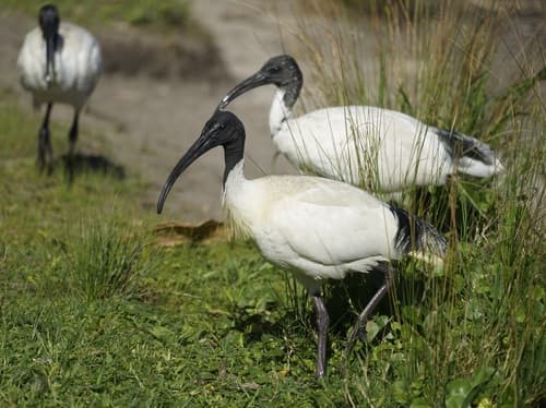 Australian Ibis