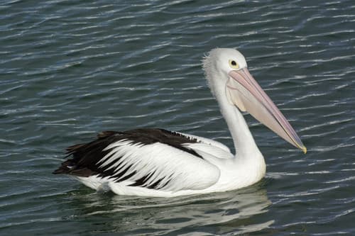 Australian Pelican