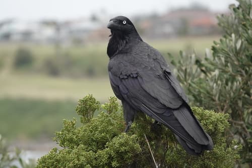 Australian Raven