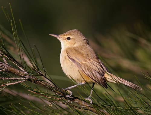 Australian Reed Warbler
