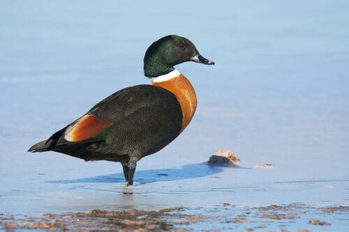 Australian Shelduck
