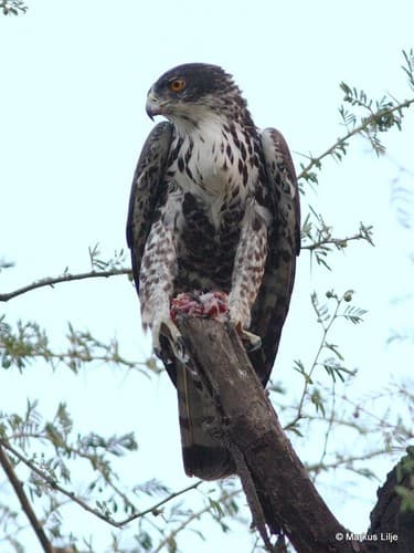 Ayres's Hawk-Eagle