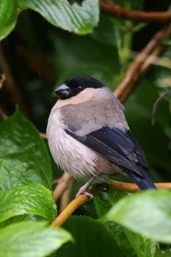 Azores Bullfinch