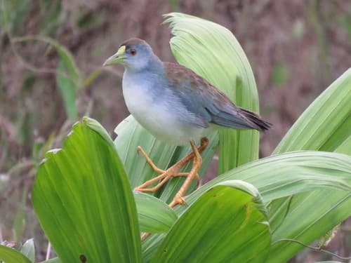 Azure Gallinule
