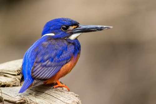 Azure Kingfisher