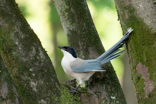 Azure-winged Magpie