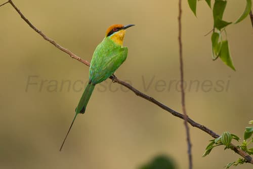 Böhm's Bee-eater