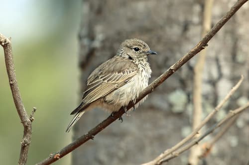 Böhm's Flycatcher