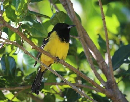 Bahama Oriole