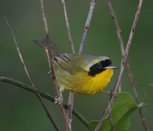 Bahama Yellowthroat