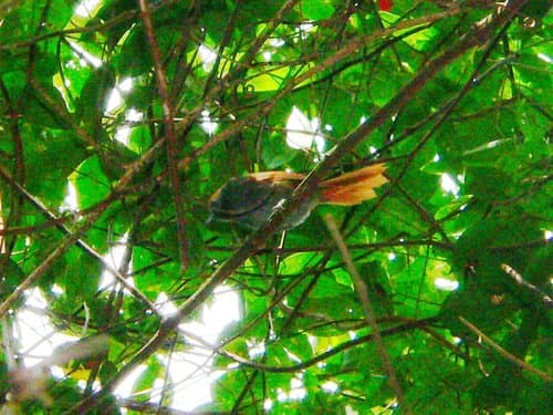 Bahia Spinetail