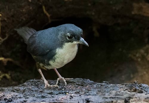 Bahia Tapaculo