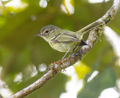 Bahia Tyrannulet