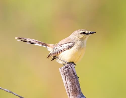 Bahia Wagtail-Tyrant