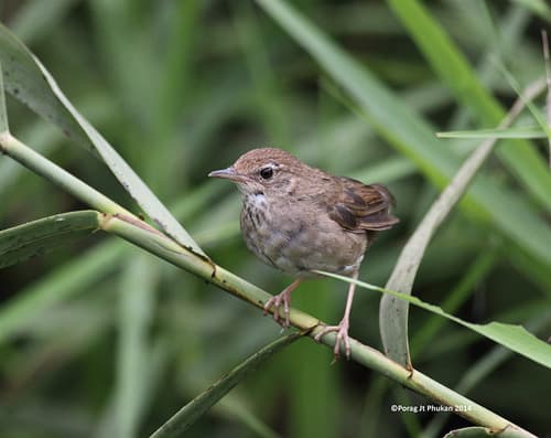 Baikal Bush Warbler