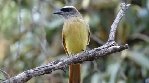 Baird's Flycatcher