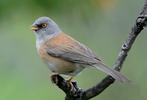 Baird's Junco