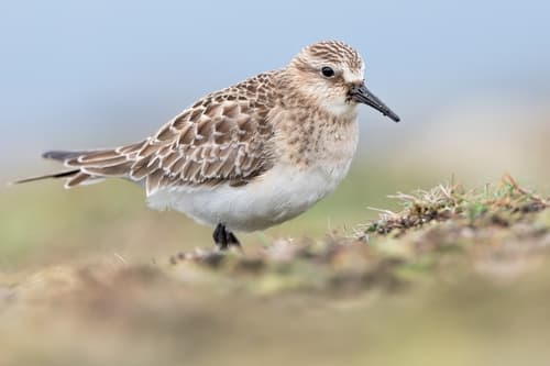 Baird's Sandpiper