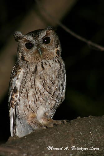 Balsas Screech-Owl