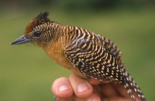 Bamboo Antshrike