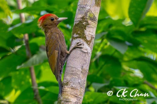 Bamboo Woodpecker